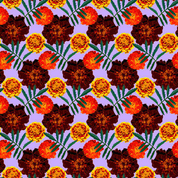 Seamless pattern with brown, orange, yellow Tagetes patula (French marigold) flowers and green leaves on purple background. Endless colorful floral texture. Raster illustration.