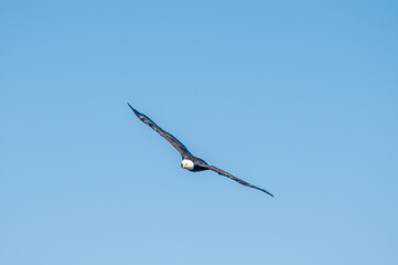 Bald Eagle (Haliaeetus leucocephalus) at Chowiet Island, Semidi Islands, Alaska, USA