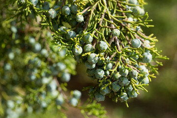 California juniper fruits - blue-brown cones with bluish bloom on background of green scaled leaves
