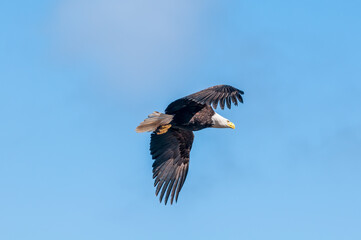 Bald Eagle (Haliaeetus leucocephalus) at Chowiet Island, Semidi Islands, Alaska, USA