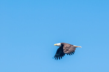 Bald Eagle (Haliaeetus leucocephalus) at Chowiet Island, Semidi Islands, Alaska, USA