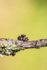 Macro of a tiny jumping spider on a tree branch
