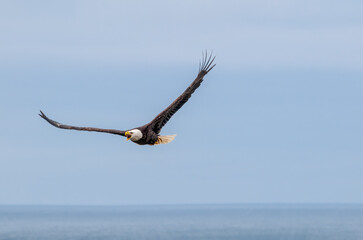 Bald Eagle (Haliaeetus leucocephalus) at Chowiet Island, Semidi Islands, Alaska, USA