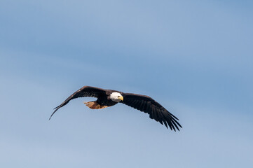Bald Eagle (Haliaeetus leucocephalus) at Chowiet Island, Semidi Islands, Alaska, USA