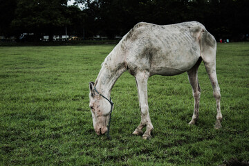 Obraz na płótnie Canvas A horse in a field