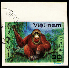 great ape Bornean Orangutan (Pongo pygmaeus), fauna, circa 1981