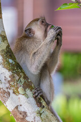 Obraz premium Taman Negara National Park and boottrip on the Tembeling river