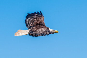 Bald Eagle (Haliaeetus leucocephalus) at Chowiet Island, Semidi Islands, Alaska, USA