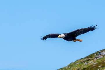Bald Eagle (Haliaeetus leucocephalus) at Chowiet Island, Semidi Islands, Alaska, USA