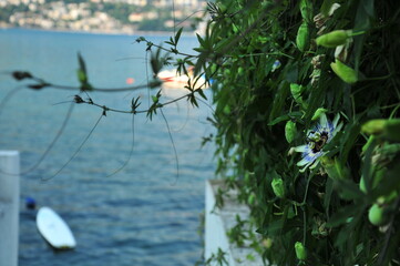 A vivid green hedge with blue- yellow blossoming flower of passiflora on a blurred background of...