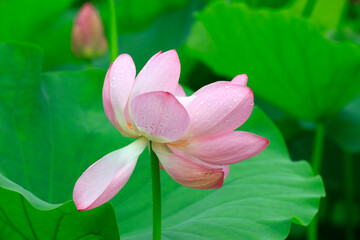 Fototapeta premium Lotus in the pond