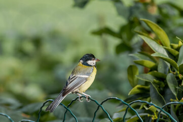 Eurasian Great Tit (Parus major) in park, Poland