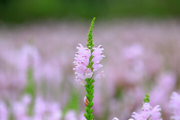 Labiatae perennial perennial perennial herbs