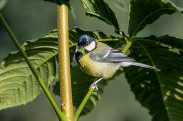 Eurasian Great Tit (Parus major) in park, Poland