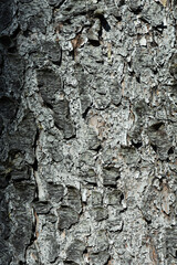 bark of a tree