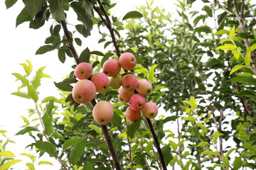 Malus crabapple in the garden