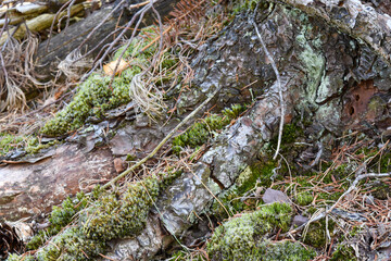 moss on the tree