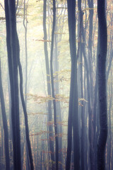 Autumn foggy mystical forest, nature background suitable for wallpaper or cover, vertical image