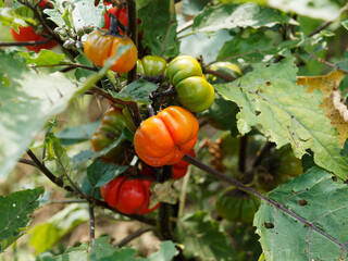 Aubergine éthiopienne ou gilo, plante légumineuse à fructification lisse, ronde et rayurée de vert à rouge, aux feuillage et tiges velu, soyeux et épineux 