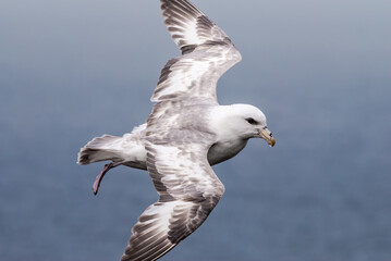 Northern Fulmar (Fulmarus glacialis) at St. George Island, Pribilof Islands, Alaska, USA
