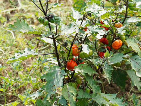 Plants dress&eacute;s de gilo ou aubergines &eacute;thiopiennes (Solanum aethiopicum) aux fruits rayur&eacute;s vert ou am&egrave;res rouge orang&eacute;, feuillage comestible