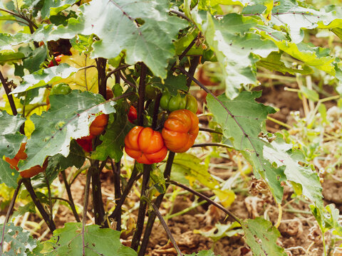 (Solanum aethiopicum) Aubergine &eacute;thiopienne ou aubergine rouge de Turquie &agrave; fructification rouge orang&eacute; et l&eacute;gumes-feuilles comestibles