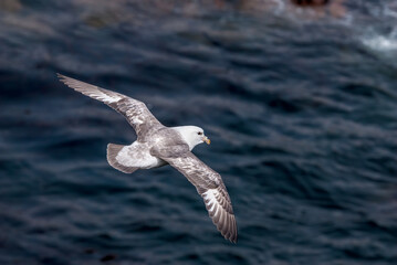 Northern Fulmar (Fulmarus glacialis) at St. George Island, Pribilof Islands, Alaska, USA