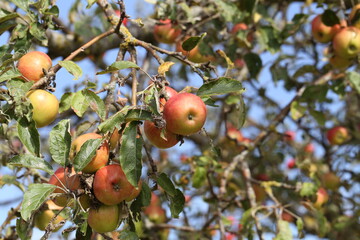 red apples ripen on tree branches in the garden