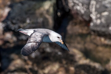 Northern Fulmar (Fulmarus glacialis) at St. George Island, Pribilof Islands, Alaska, USA
