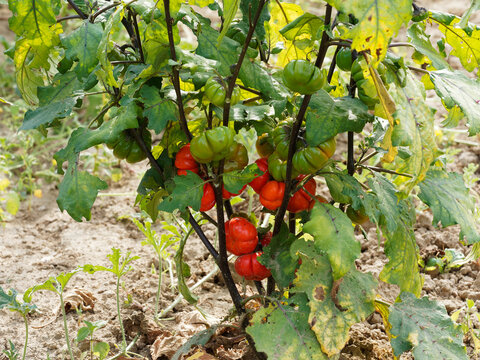 (Solanum aethiopicum) Aubergine &eacute;thiopienne ou aubergine rouge de Turquie &agrave; fructification rouge orang&eacute; et l&eacute;gumes-feuilles comestibles