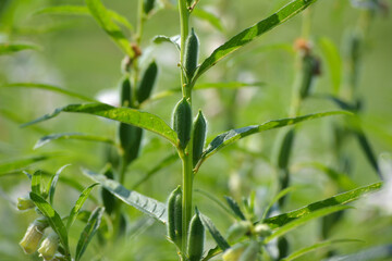 Sesame seed flower on tree in the field