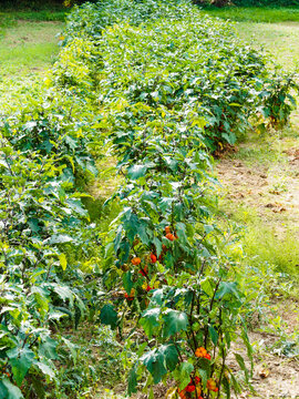 Plants dress&eacute;s de gilo ou aubergines &eacute;thiopiennes (Solanum aethiopicum) aux fruits rayur&eacute;s vert ou am&egrave;res rouge orang&eacute;, feuillage comestible