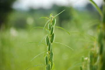 Sesame seed flower on tree in the field
