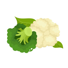 Bright vector collection of colorful broccoli, culiflower.