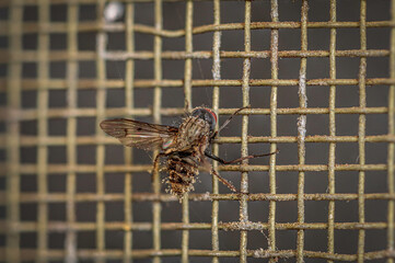 Entomophthora fungus on a fly