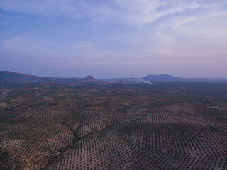 Olive fields in Jaén , Martos Rock in the background/ Campo de olivos en Jaén, Peñón de Martos de fondo