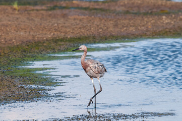 Reddish Egret (Egretta rufescens) in Bolsa Chica Ecological Reserve, California, USA