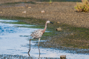 Reddish Egret (Egretta rufescens) in Bolsa Chica Ecological Reserve, California, USA