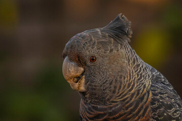 Gang-gang Cockatoo female eating food in a garden