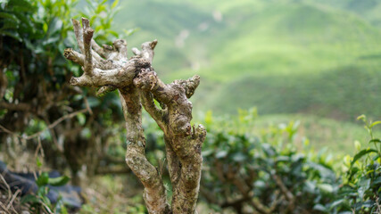 A dried tea tree trunk