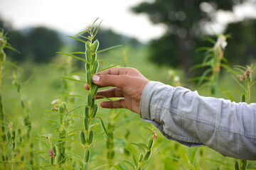 Male hand holding sesame plant against the background of a sesame field