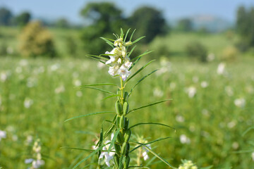 Sesame seed flower on tree in the field