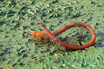 Aquatic Plants - Euryale ferox in Ponds, North China