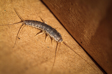 Silverfish in a cardboard box