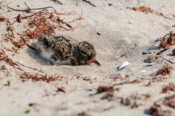 Eurasian Oystercatcher (Haematopus ostralegus) chick in Barents Sea coastal area, Russia