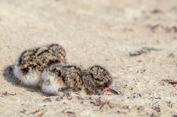 Eurasian Oystercatcher (Haematopus ostralegus) chick in Barents Sea coastal area, Russia
