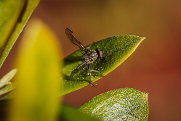 Remains of a Bristle Fly killed by fungus on a leaf in a garden