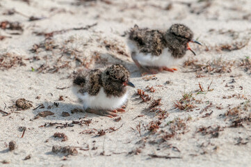 Eurasian Oystercatcher (Haematopus ostralegus) chick in Barents Sea coastal area, Russia