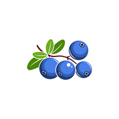 Blueberry vector illustration. Blue berries with green leaves isolated on white background.