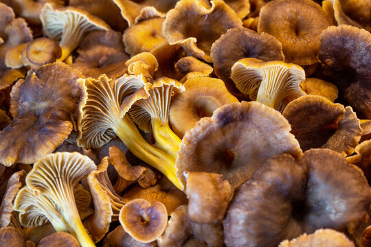 Fresh Craterellus tubaeformis mushrooms